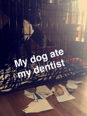 My Dog ate my dentist