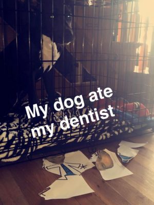My Dog ate my dentist My Dog ate my dentist