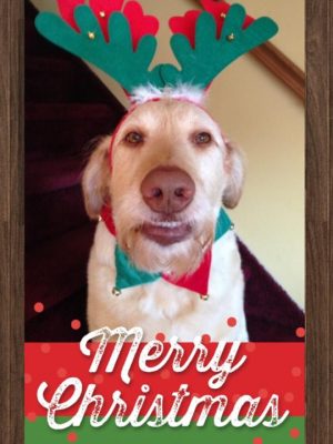 holiday pt 2 holiday Pet